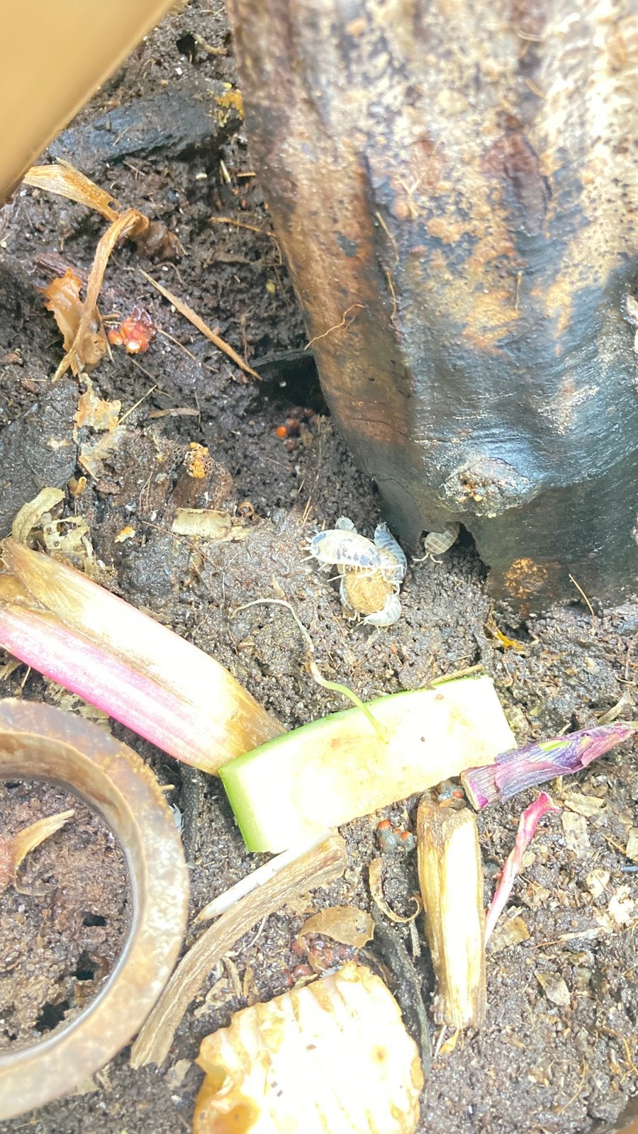 Dairy cow isopods - Pissebedden, Overige soorten