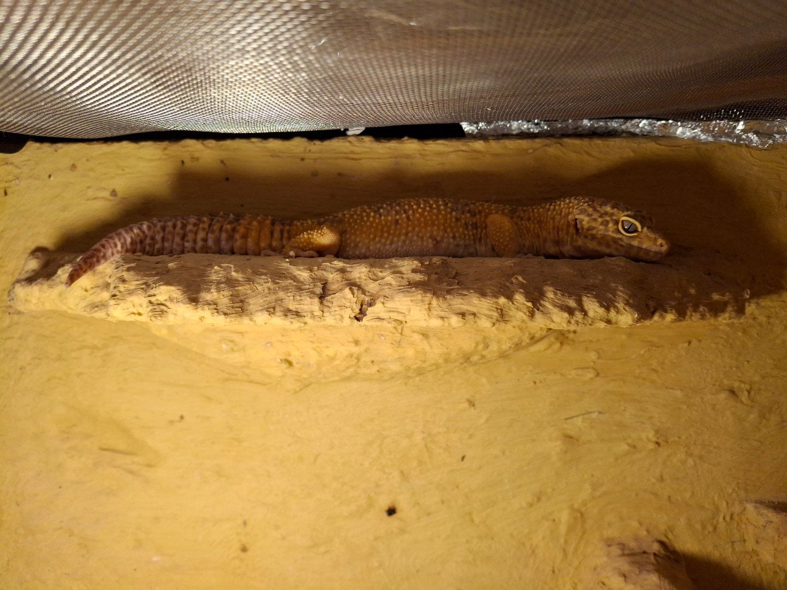 Luipaardgekkos, Dieren en Toebehoren, Reptielen en Amfibieën | Toebehoren, Ophalen