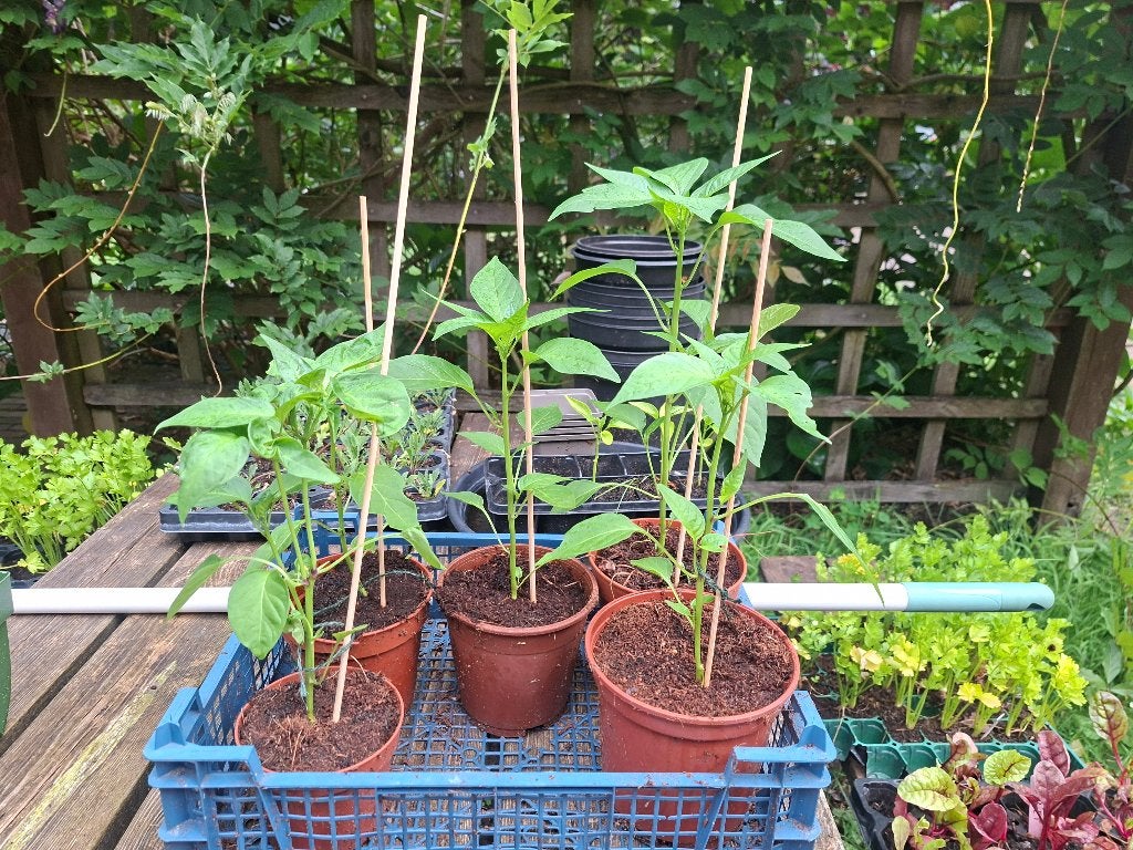Biologische groenten oa paprika, peper, aubergine, sla, Ophalen, Eenjarig, Groenteplanten, Volle zon