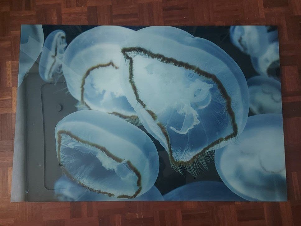 Wanddecoratie   Onderwaterwereld  Foto op glas, Huis en Inrichting, Ophalen, Achter glas, 80 cm, Glas