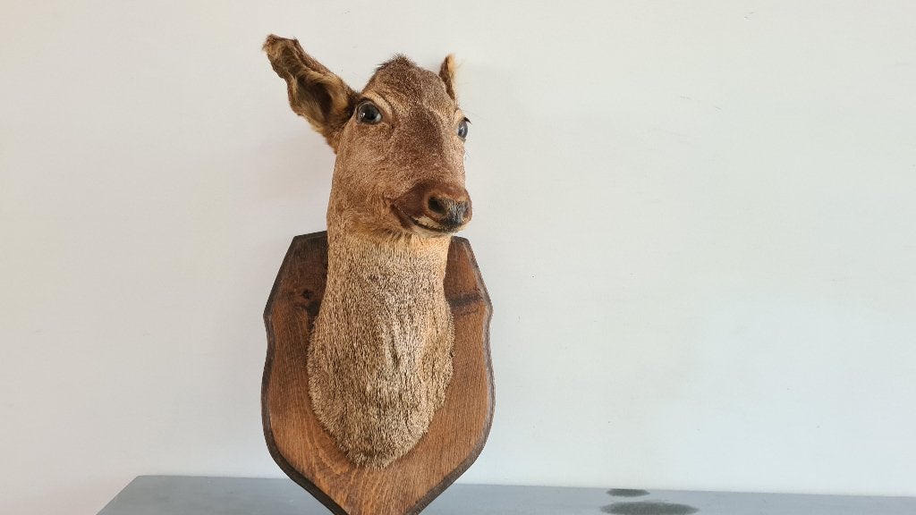 Hertenkop, Verzamelen, Dierenverzamelingen, Ophalen of Verzenden, Zo goed als nieuw, Beeldje of Figuurtje