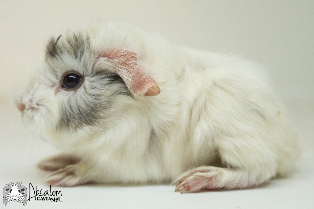 Cinnamon agouti witte peruvian cavia, Cavia, Mannelijk, Juli, Tam