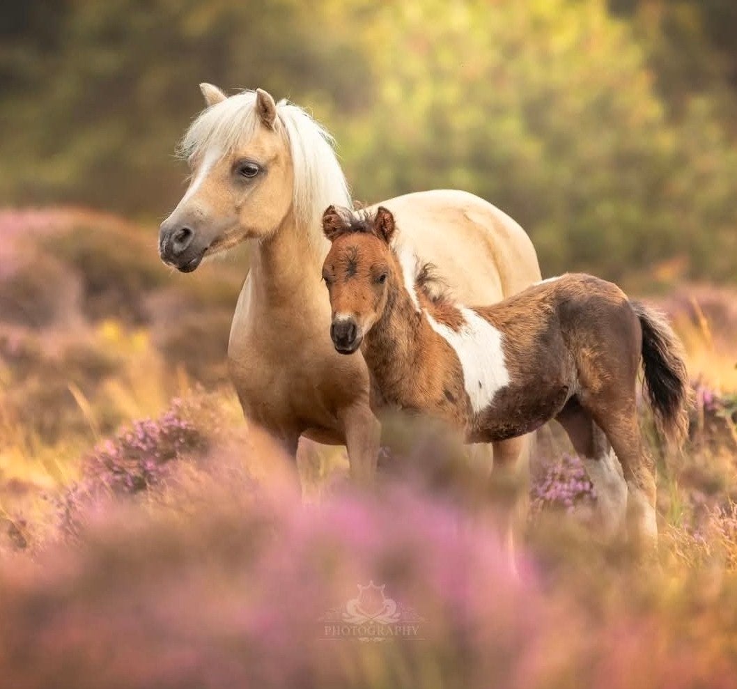 palomino nmprs merrie., Dieren en Toebehoren, Merrie, A pony (tot 1.17m), 11 jaar of ouder