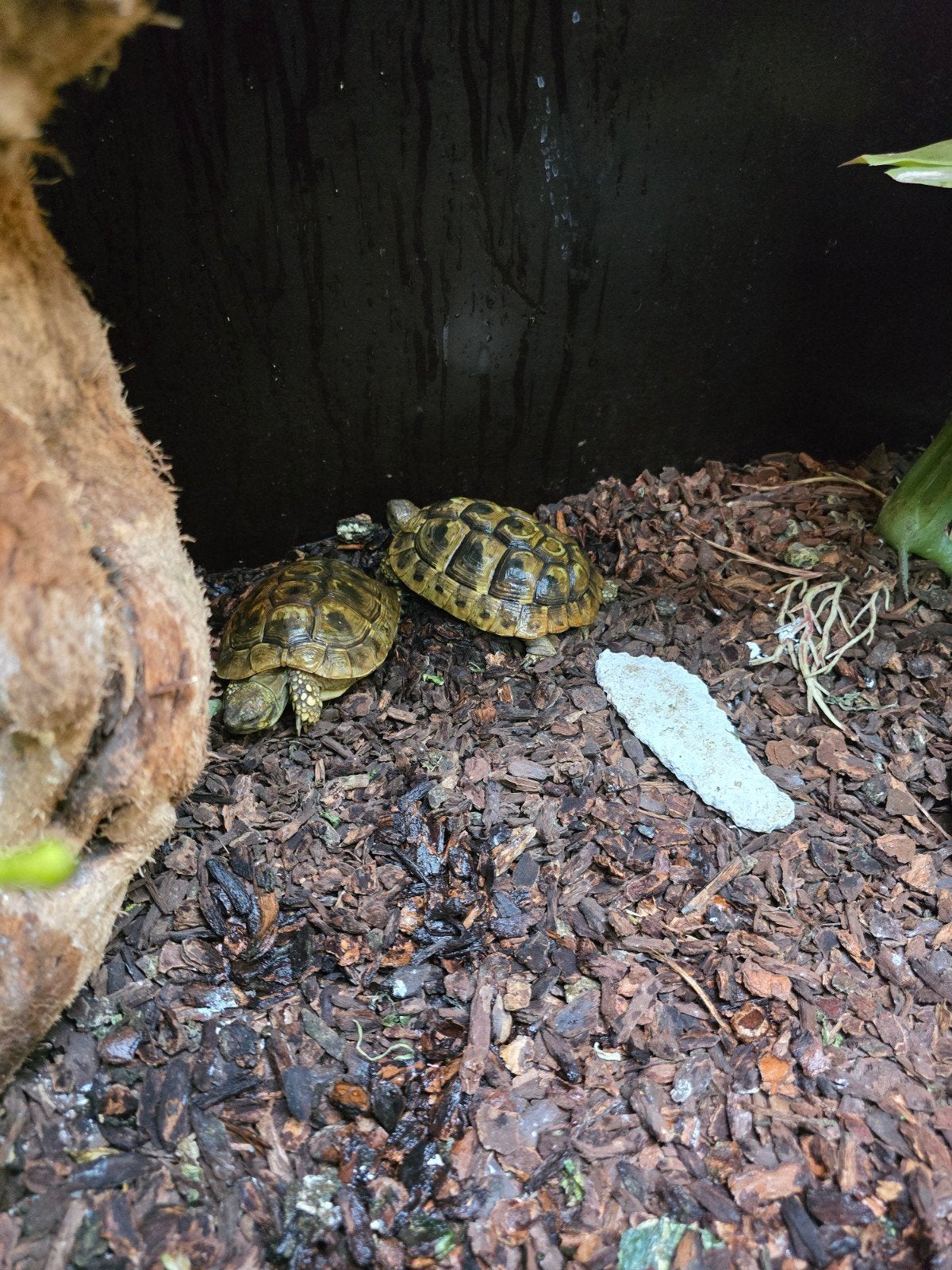 Griekse landschildpadden (Testudo hermanni) 10 tot 12 cm Tortoise photo 2