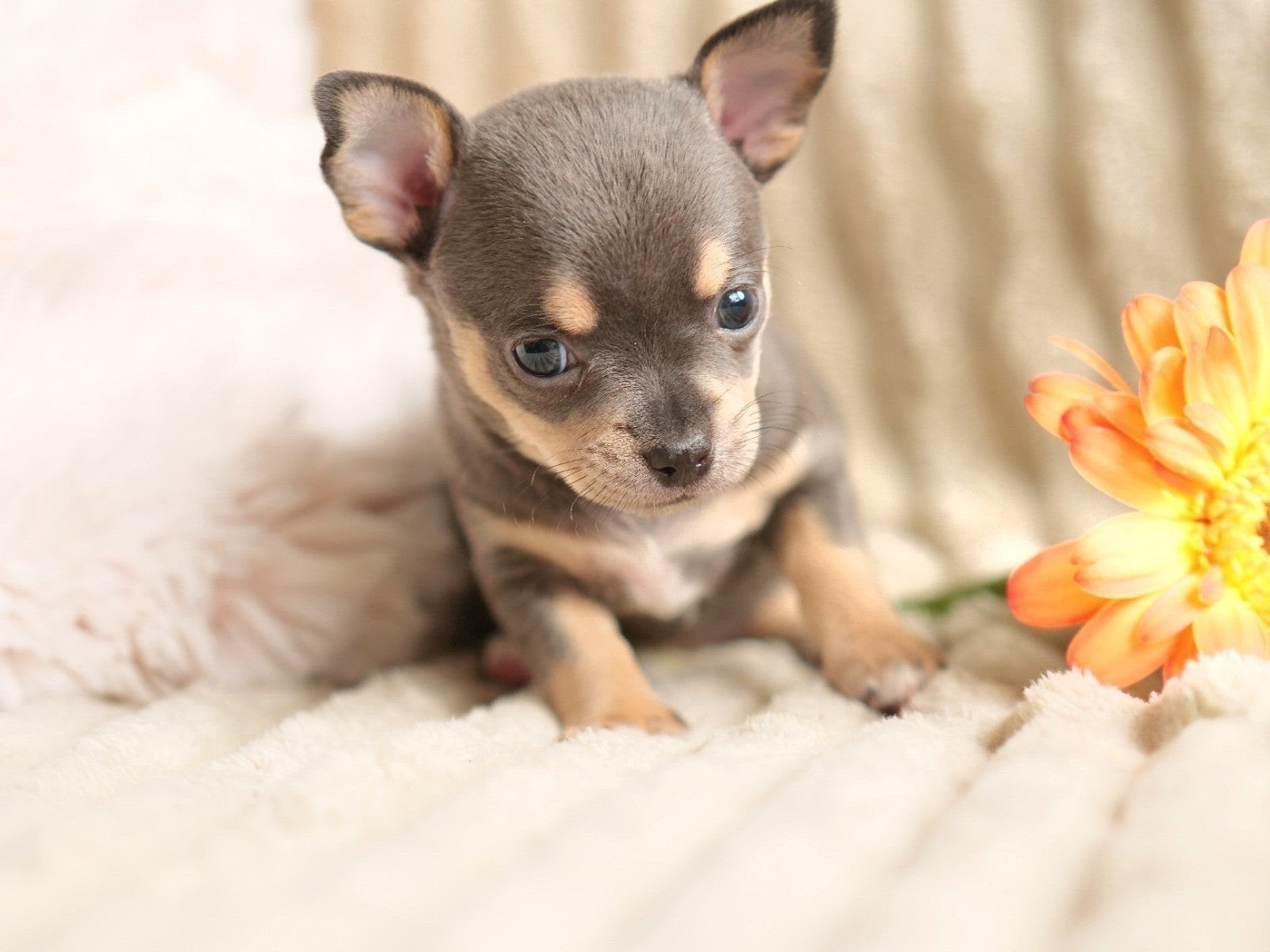 Prachtig Blue Tan teefje pup puppy 7 weken, 8 tot 15 weken, Teef, Meerdere, Chihuahua