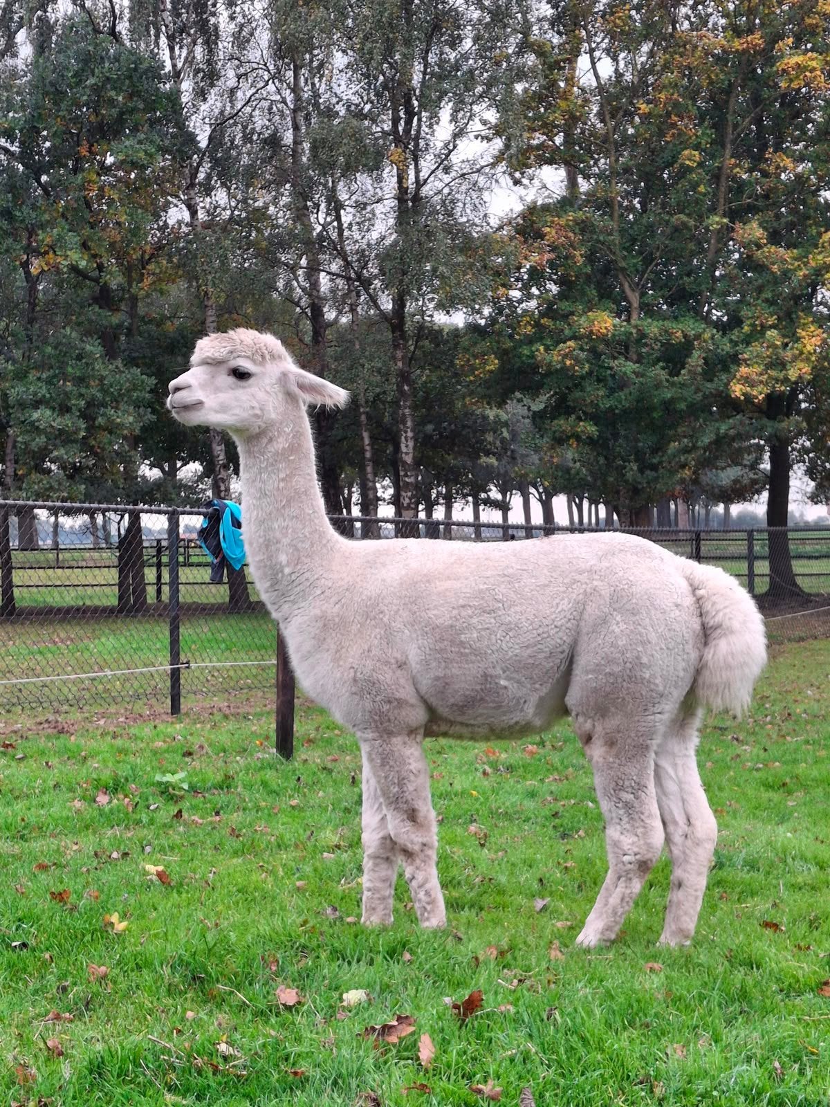 Te koop onze Floris! Een mooie alpaca ruin., Juli, Mannelijk