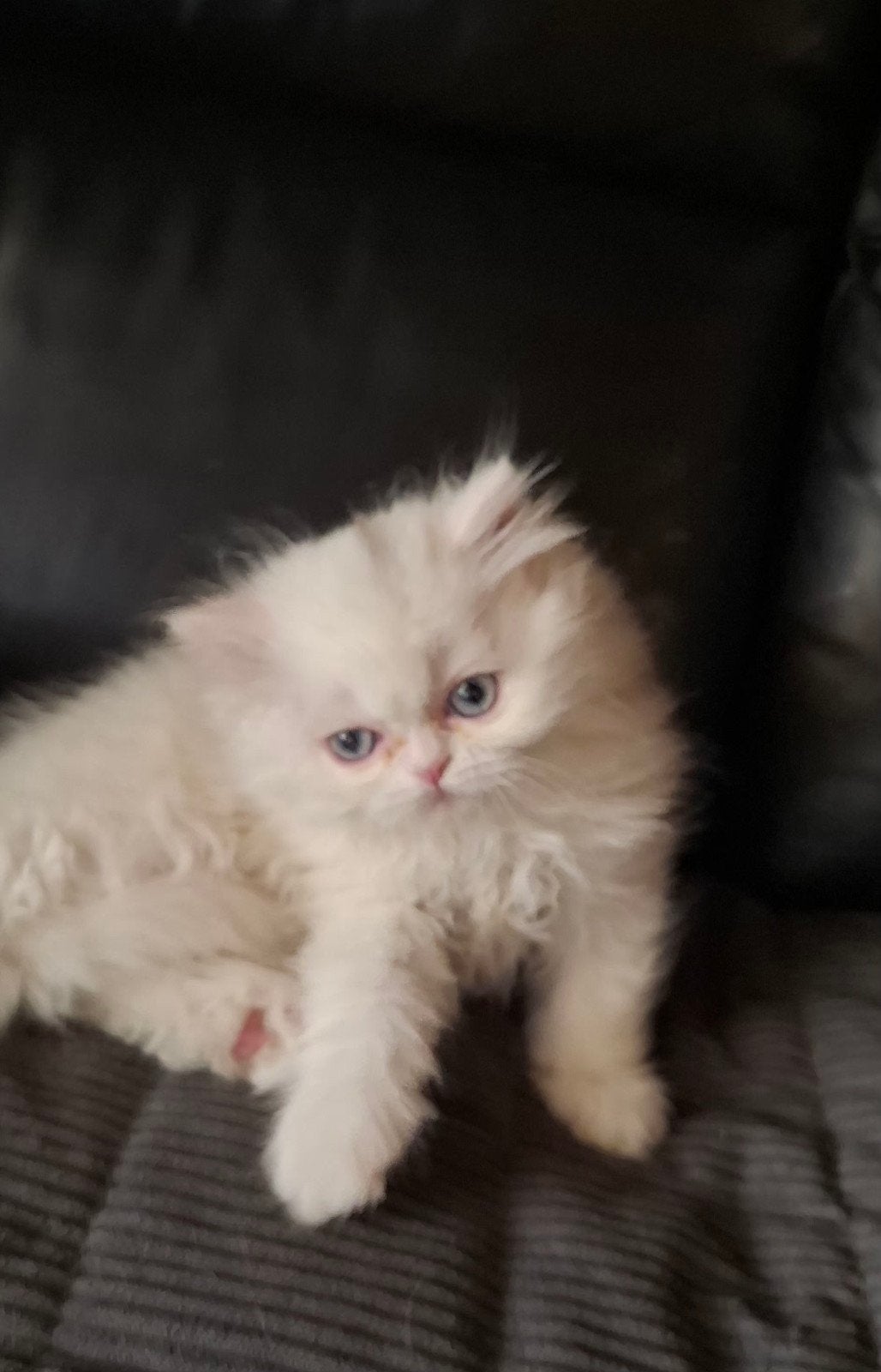 langhaar katertje, Dieren en Toebehoren, Kater, Ontwormd, 0 tot 2 jaar