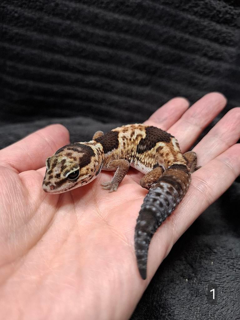 Hemitheconyx caudicinctus, vetstaartgecko, Dieren en Toebehoren, Reptielen en Amfibieën, Slang, 0 tot 2 jaar