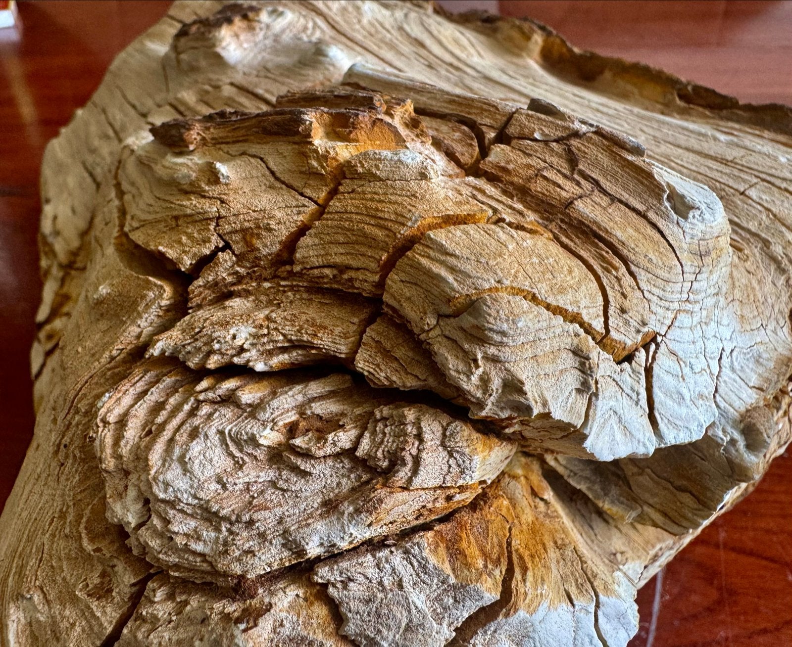 Massief 12,2 kg ruw versteend hout - Uniek decoratiestuk, Ophalen of Verzenden, Fossiel