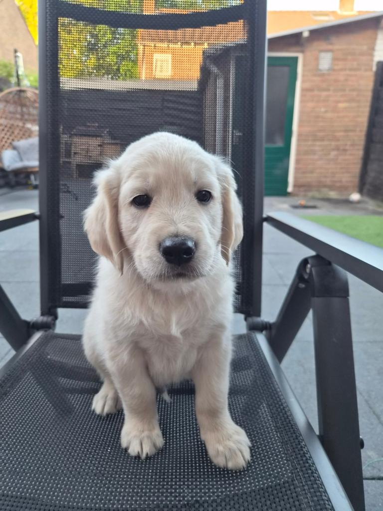 Goldador pups (Labrador x Golden retriever), Overige rassen, 8 tot 15 weken, Meerdere, Meerdere dieren