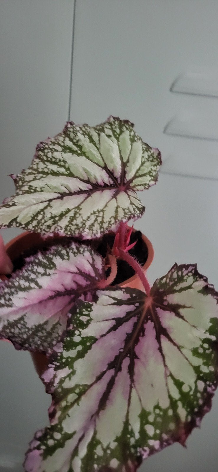 Prachtige Begonia Rex - Kleurrijke kamerplant, Ophalen, Minder dan 100 cm