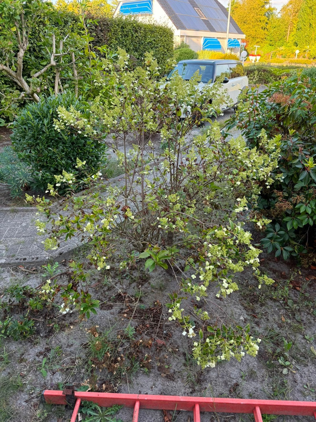 Hortensia (Hydrangea paniculata) - Grote bloemen, Tuin en Terras, Vaste plant, Halfschaduw, Zomer, Ophalen
