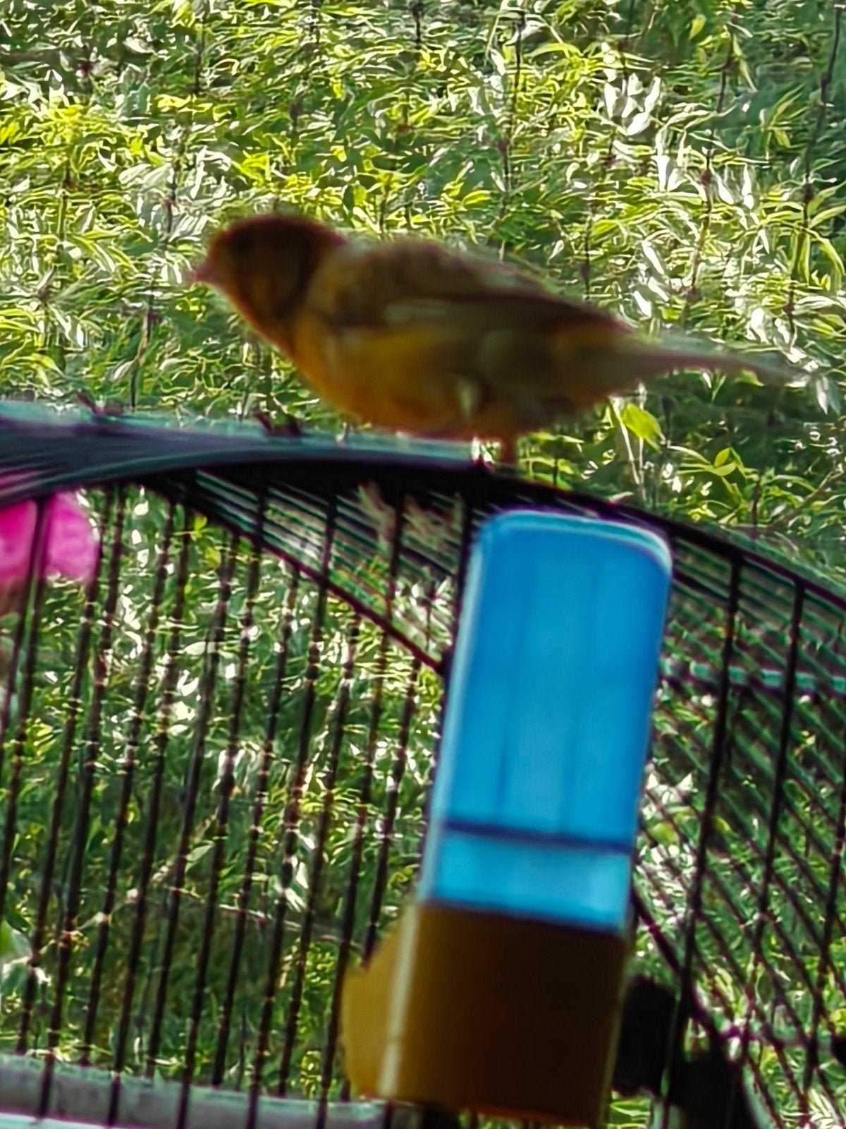 Kanarie, Dieren en Toebehoren, Vogels | Kanaries, Mannelijk, Bastaard