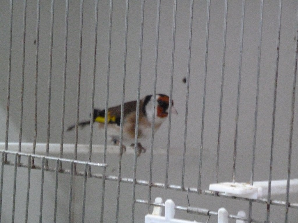 mooie majoor putters van 2025, Dieren en Toebehoren, Vogels | Overige Vogels, Meerdere dieren, Wildzangvogel, Geringd