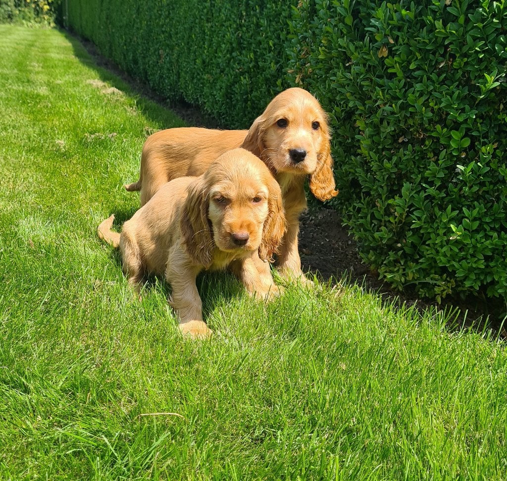engelse cocker pups, Dieren en Toebehoren, Honden | Retrievers, Spaniëls en Waterhonden, Parvo, België, 8 tot 15 weken, Meerdere