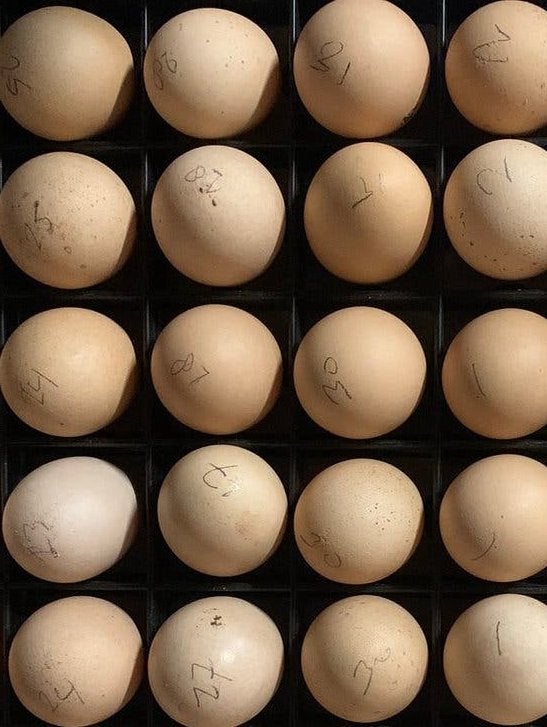 Broedeieren USA Zijdehoen, Geslacht onbekend, Kip