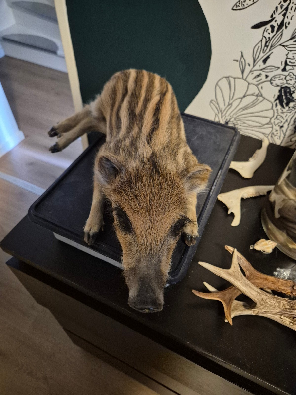 te koop: opgezette evert zwijn big/frisling, Opgezet dier, Nieuw, Ophalen of Verzenden, Wild dier