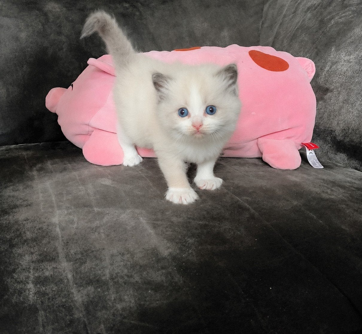 Ragdoll kittens zoeken een liefdevol thuis !nog 1 katertje!, Dieren en Toebehoren, Katten en Kittens | Raskatten | Langhaar, Meerdere dieren