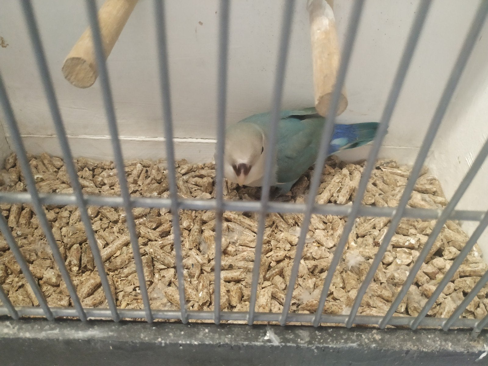 jonge agapornis, Geslacht onbekend, Dwergpapegaai of Agapornis, Tam