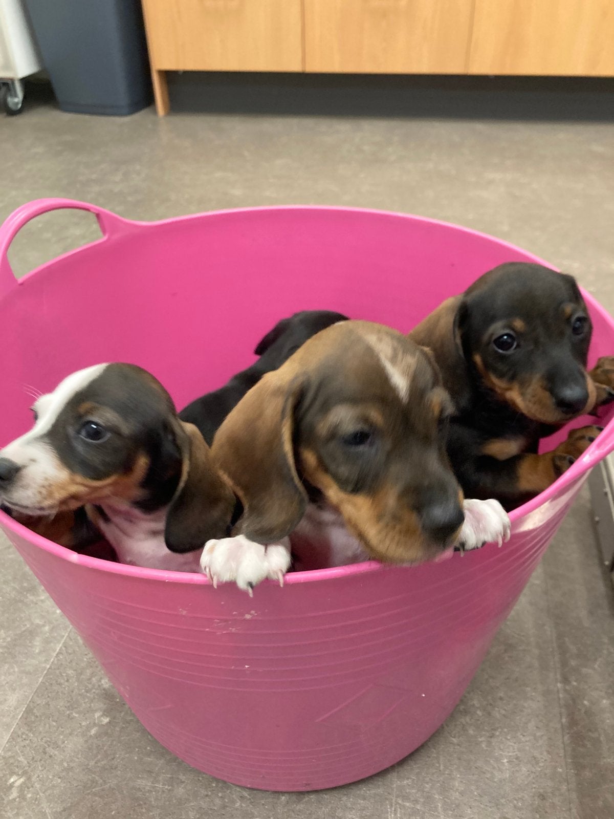 Lieve teckel pups, Dieren en Toebehoren, Honden | Teckels en Dashonden, Meerdere dieren, Korthaar, Dwerg, Particulier, Meerdere