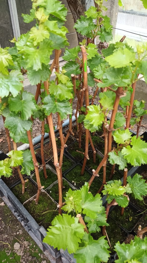 druiven planten takken frankentaler seedling sigerebe, Ophalen, Minder dan 100 cm, Lente, Overige soorten