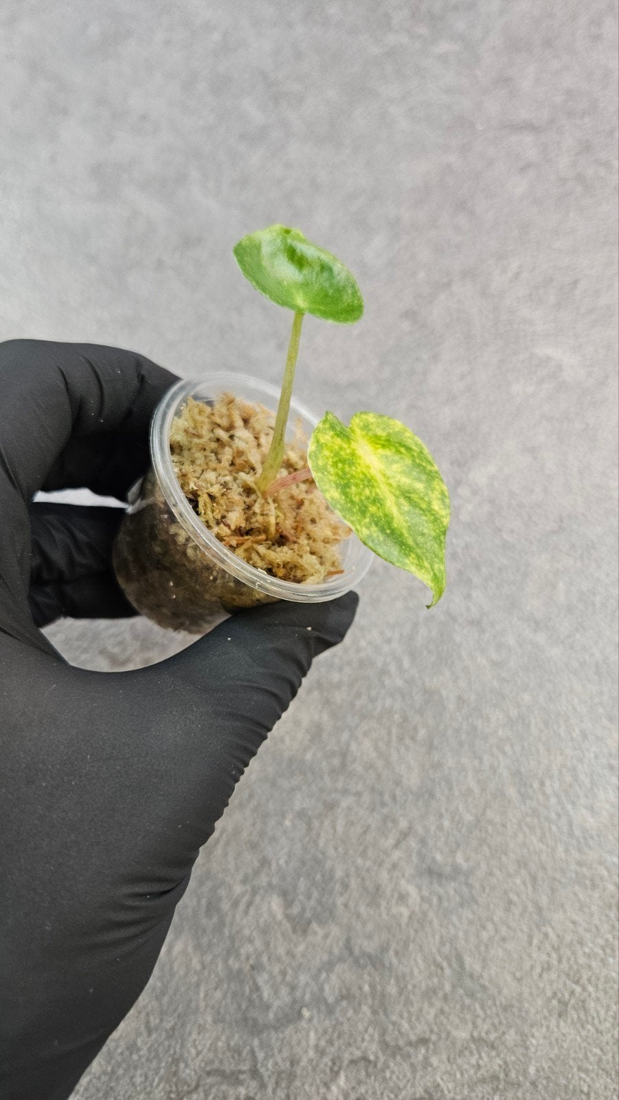 Alocasia New Guinea Gold, Ophalen of Verzenden, Halfschaduw, Minder dan 100 cm