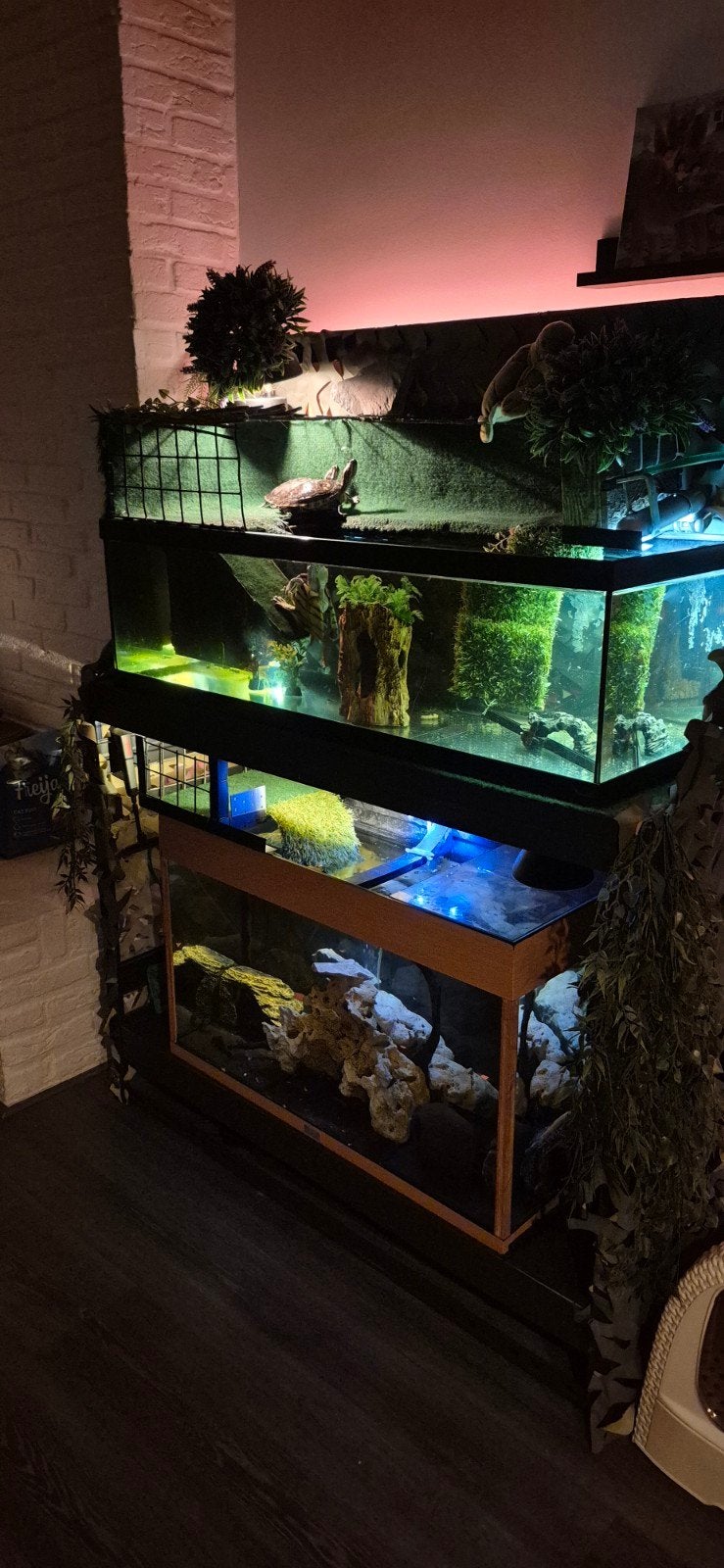 Schildpadden + Vissen + Toebehoren, Dieren en Toebehoren, Ophalen, Inclusief vissen, Gevuld zoetwateraquarium
