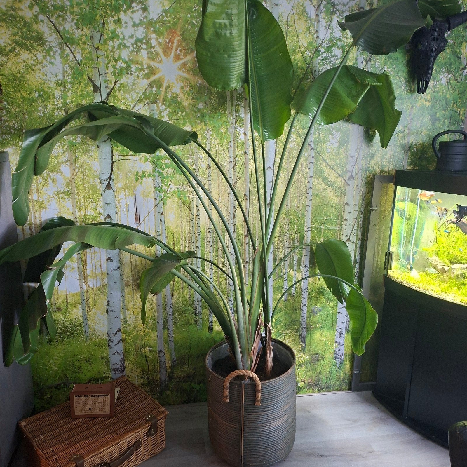 Grote kamerplant (2m) met pot, Ophalen, 200 cm of meer, Overige soorten, In pot