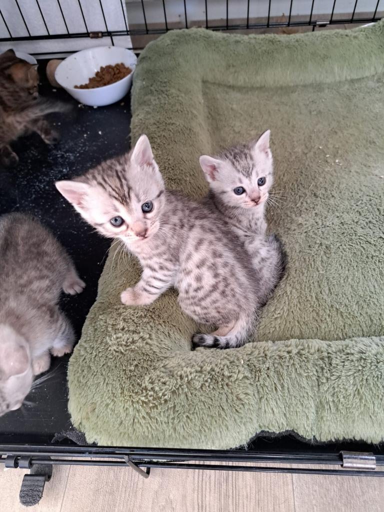 Prachtige Savannah Kittens (Ouders met Stamboom) - Nog 2!, Dieren en Toebehoren, Katten en Kittens | Raskatten | Korthaar, Meerdere dieren