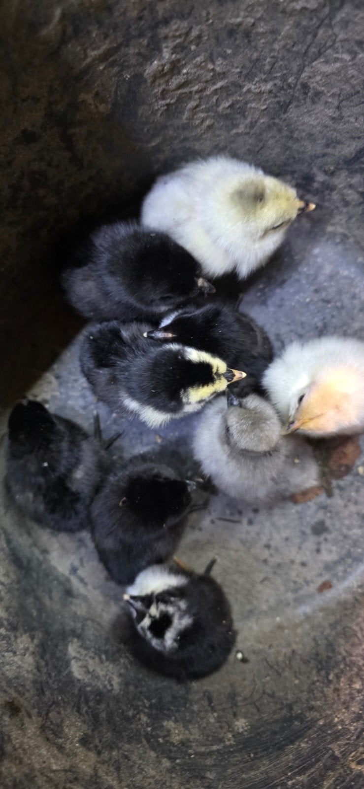 kip met kuikens, Vrouwelijk, Kip