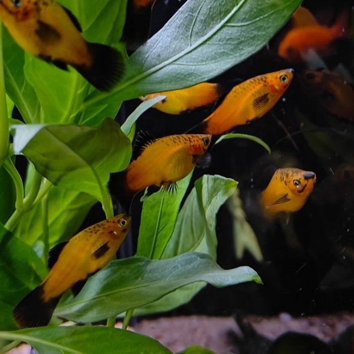 Xiphophorus variatus, Vis
