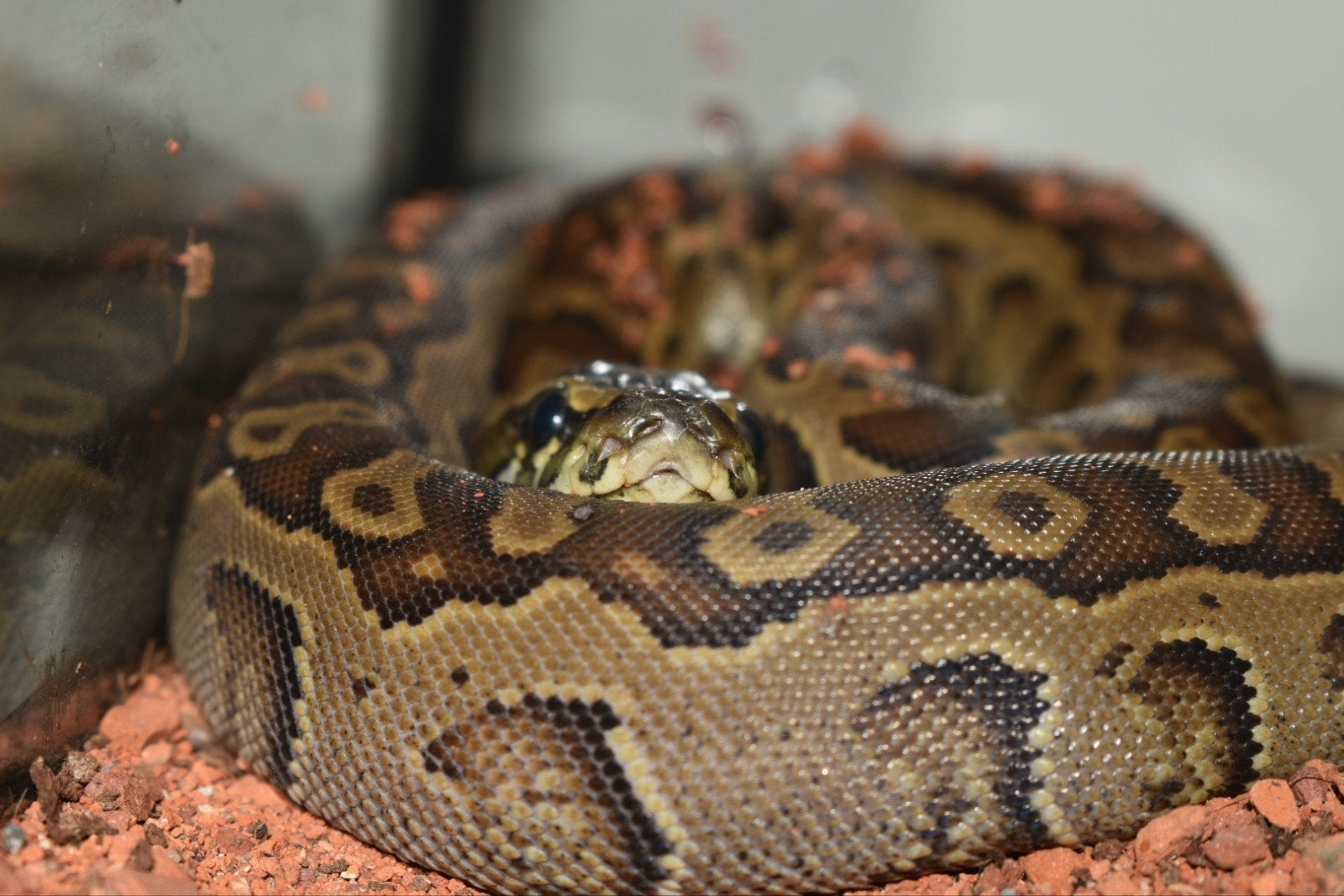 Python sebae ( Afrikaanse rotspython  )