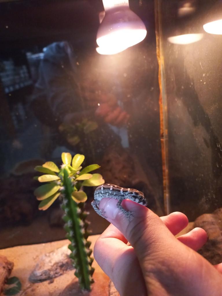 Vipergekko, Dieren en Toebehoren, Reptielen en Amfibieën | Toebehoren, Ophalen, De Waterlelie, Info@De-Waterlelie.nl, 7547AJ