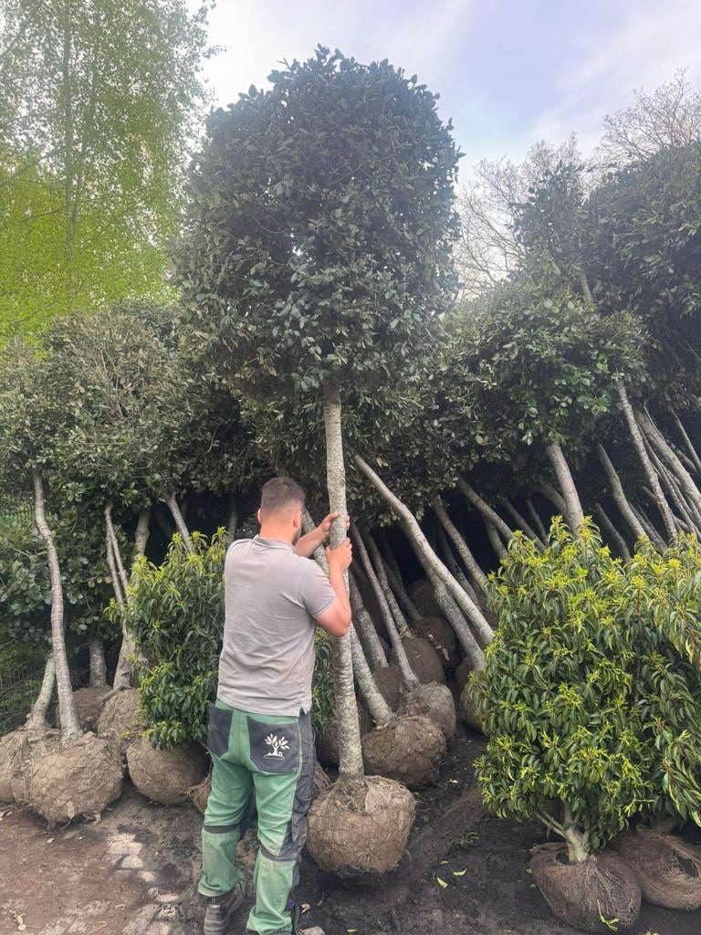 Quercus Ilex Bolboom - Groenblijvende Steeneik, Bloeit niet, 250 tot 400 cm, Ophalen, Volle zon