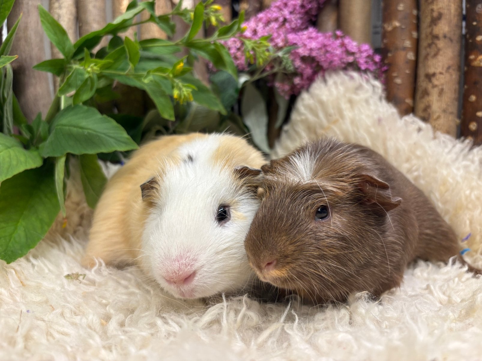Super knap cavia koppel ( met zorg gematcht), Dieren en Toebehoren, Cavia, April, Mannelijk, Tam