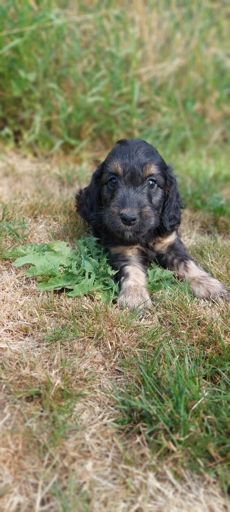 Cockapoo pup reutje zoekt een liefdevol thuis, Parvo, Overige rassen, 8 tot 15 weken, Meerdere