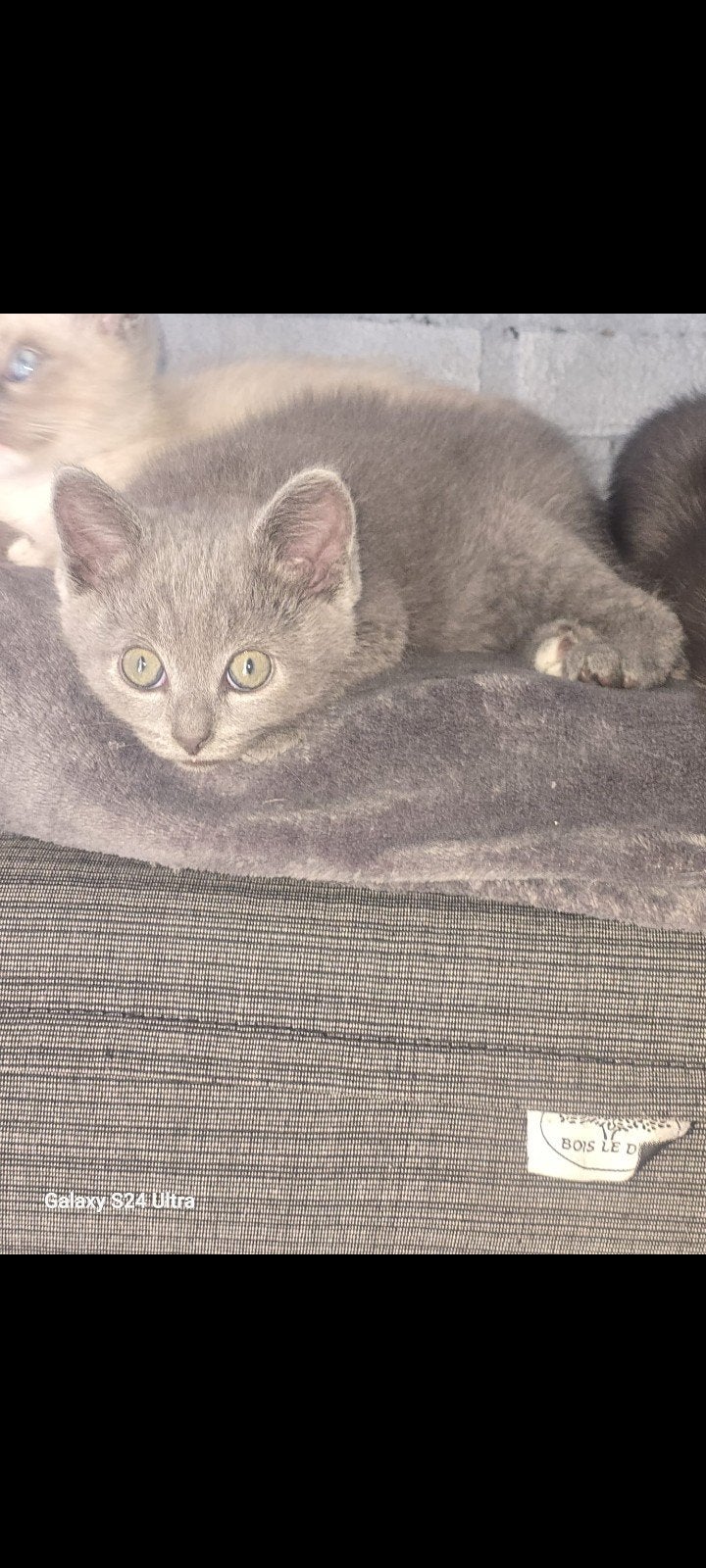 lieve mooie kruising Ragdoll Brits 2 GRIJZE en zwart wit vr, Kater