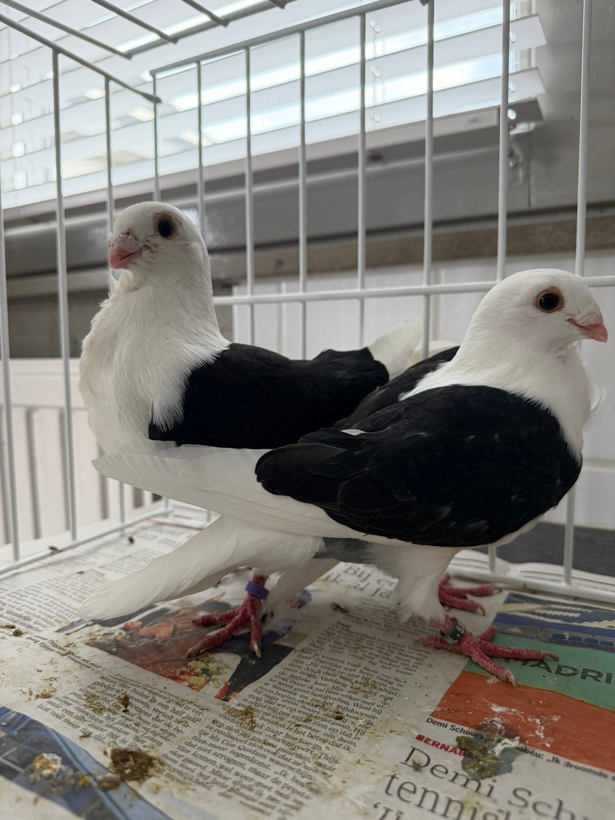 Luikse meeuwen zwartschild, Meerdere dieren, Overige soorten
