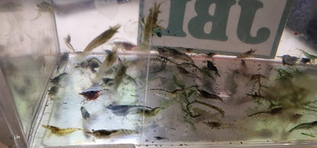 Te koop Neo Caridina garnalen - diverse kleuren, Kreeft, Krab of Garnaal, Zoetwatervis, Schoolvis