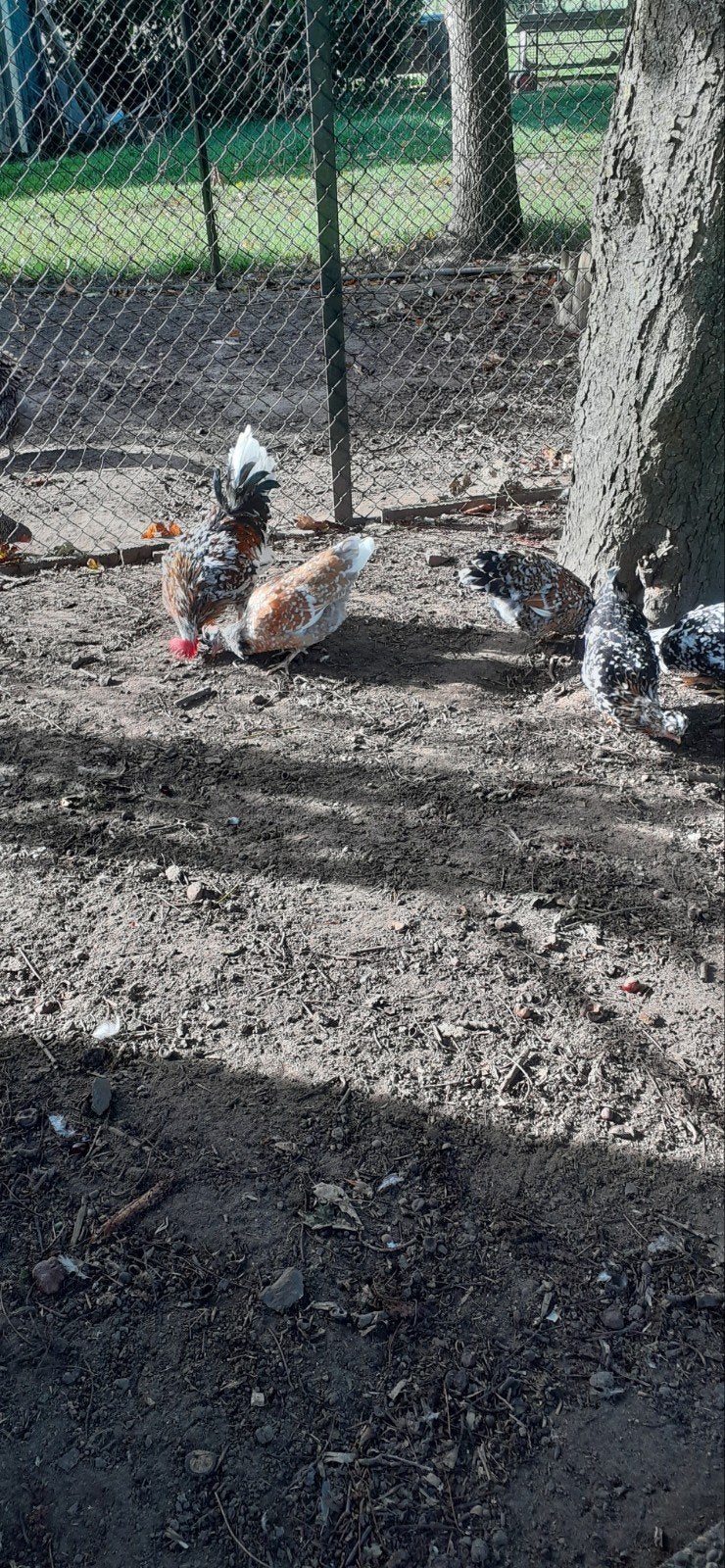 Broedeieren bloemenkip, Dieren en Toebehoren, Geslacht onbekend, Kip