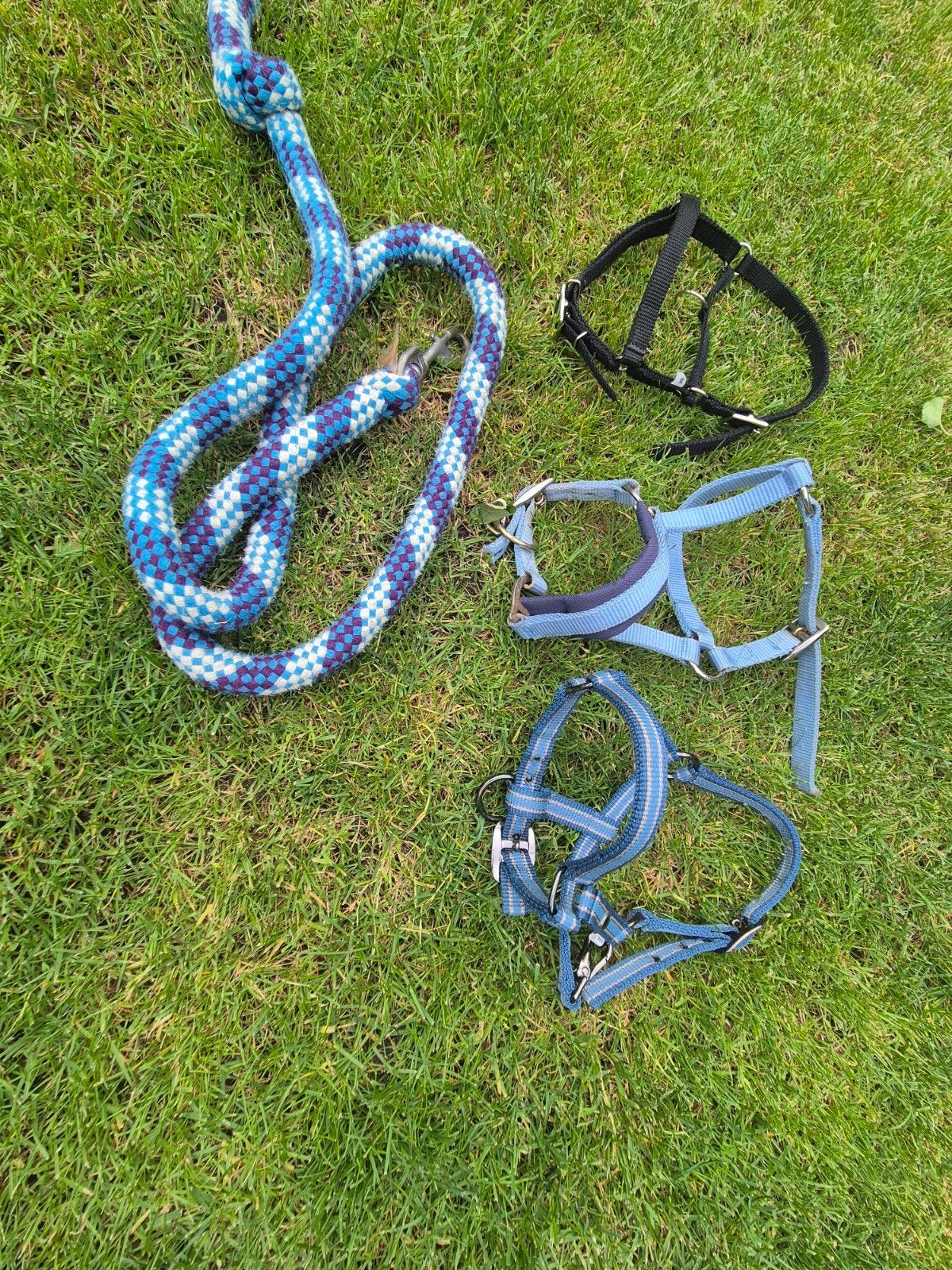 Set van 3 Shetlander halsters, Dieren en Toebehoren, Ophalen of Verzenden