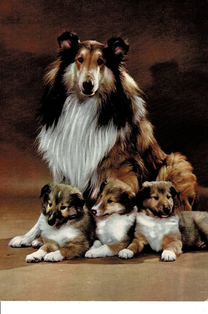 Hond, Ophalen of Verzenden, 1960 tot 1980, Ongelopen, Hond of Kat