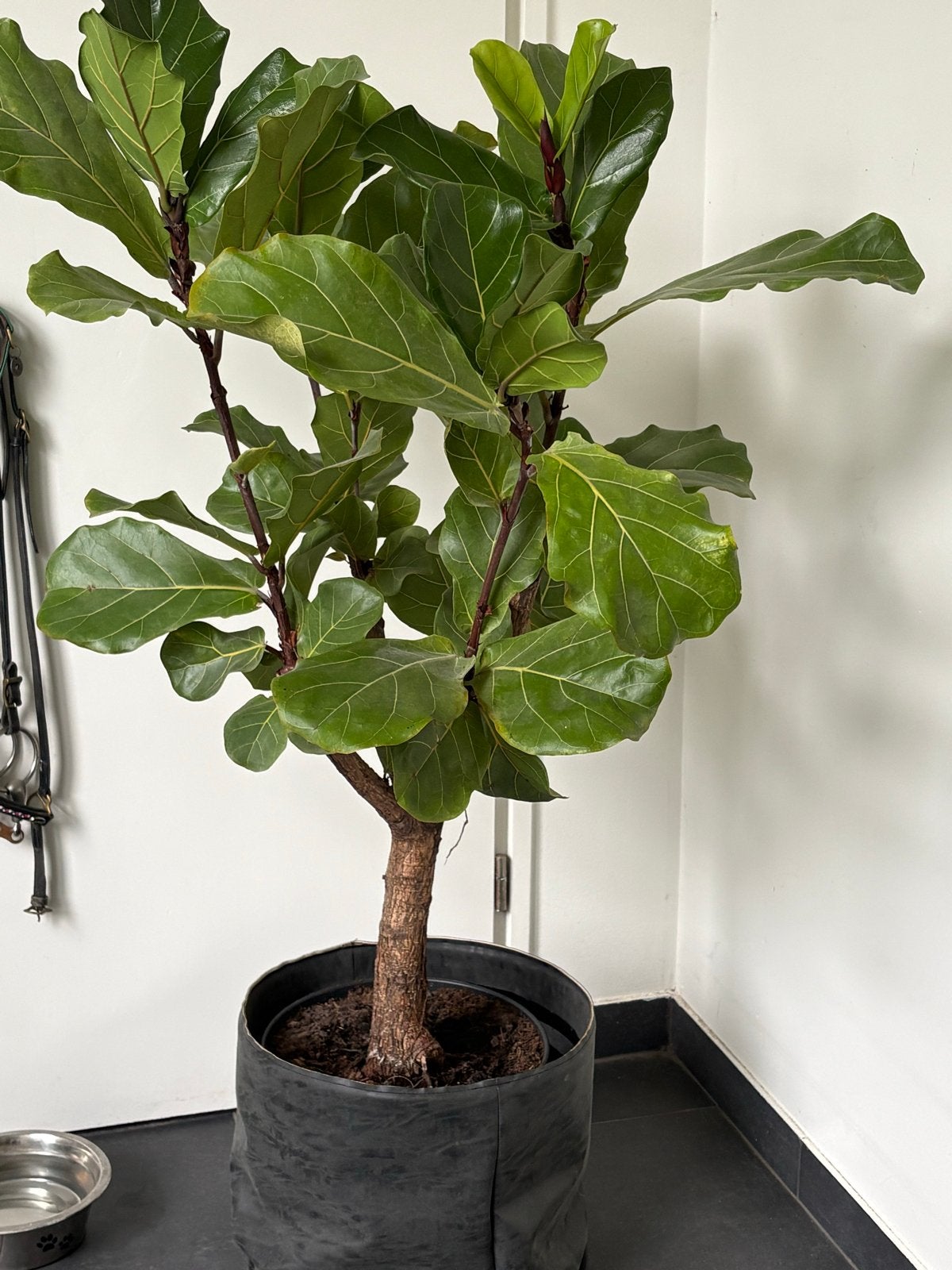 Grote Ficus Lyrata op stam  (Tabaksplant), Ophalen, Ficus, 100 tot 150 cm, Halfschaduw