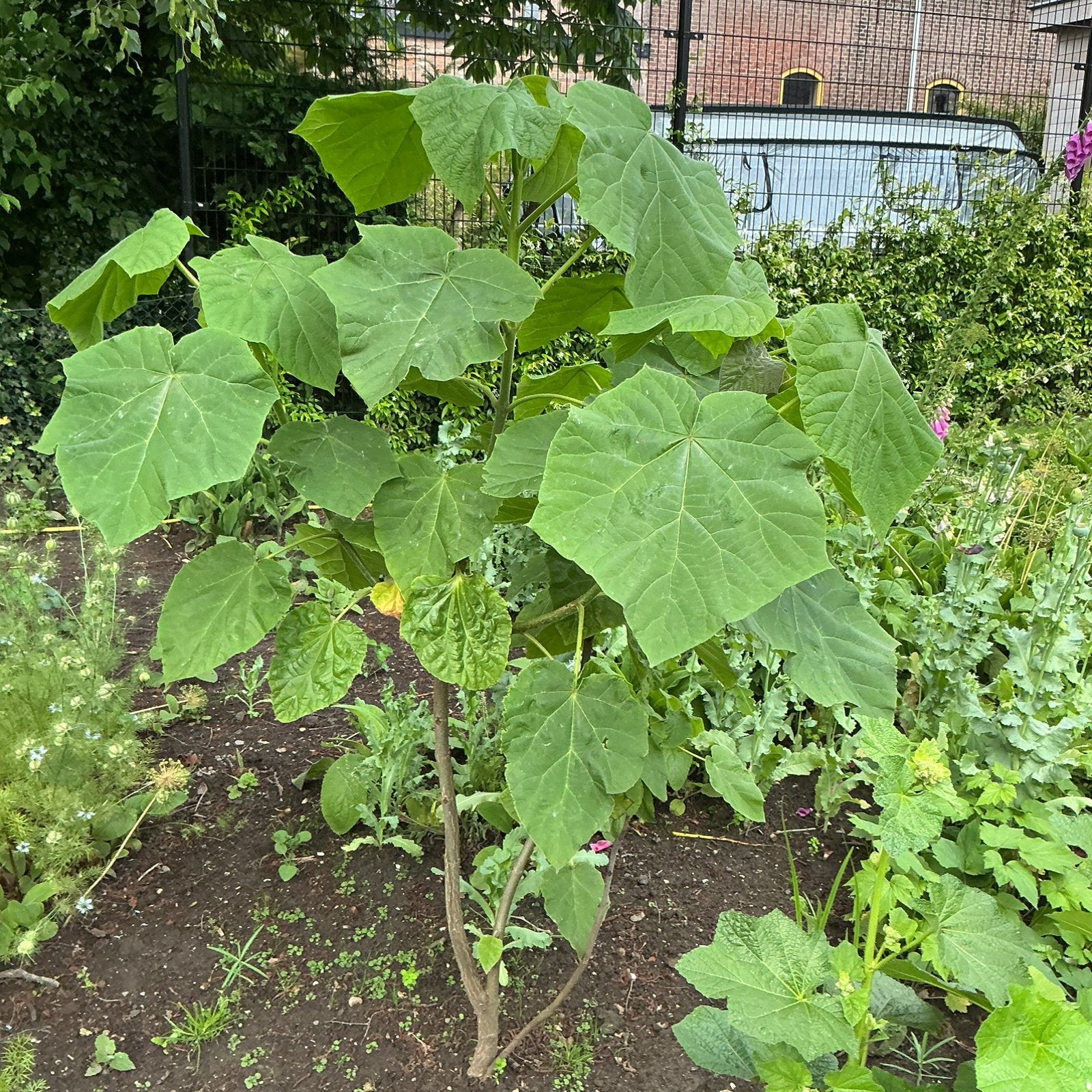 grote en kleinere Paulownia Tomentosa, Ophalen, Volle zon, Overige soorten, 100 tot 250 cm