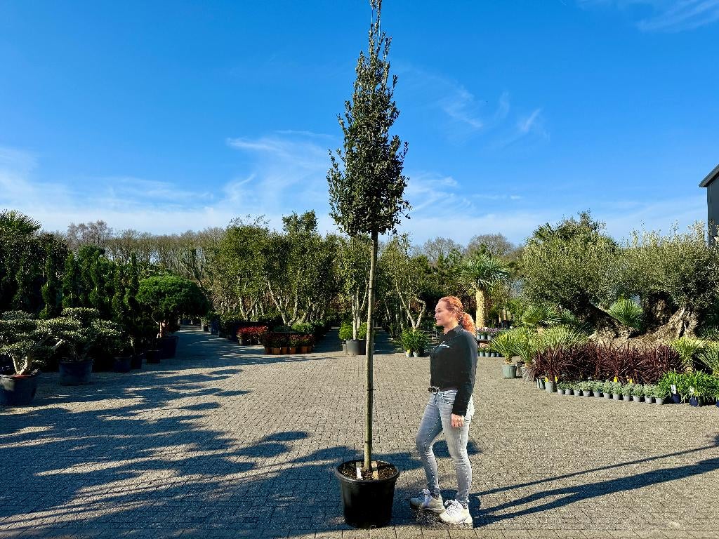 Groenblijvende  steeneik 12/14 cm stamomtr. - Quercus ilex , 250 tot 400 cm, Zomer, Volle zon, In pot