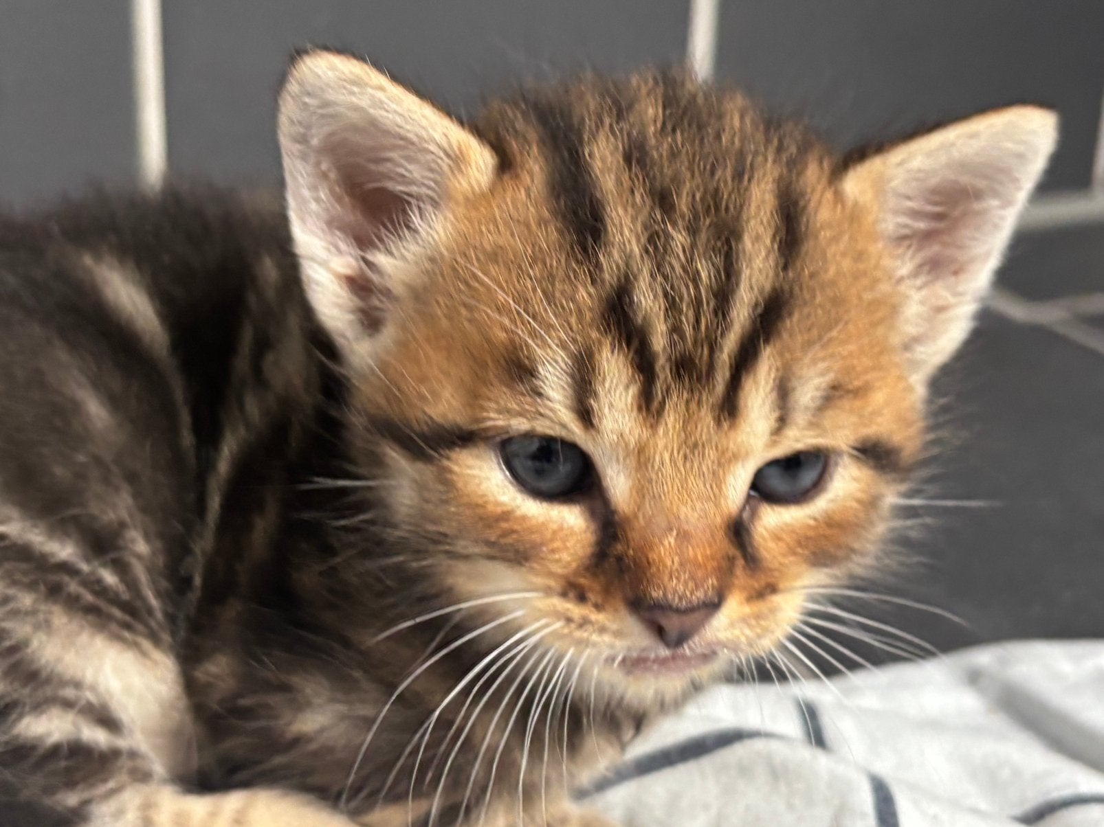 Main coon x Noorse boskat, Meerdere dieren, Langharig, 0 tot 2 jaar