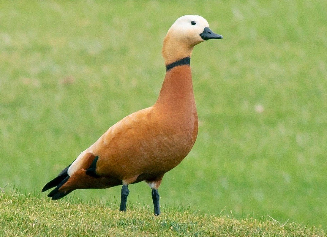 GEZOCHT  casarca man, Mannelijk, Gans of Zwaan