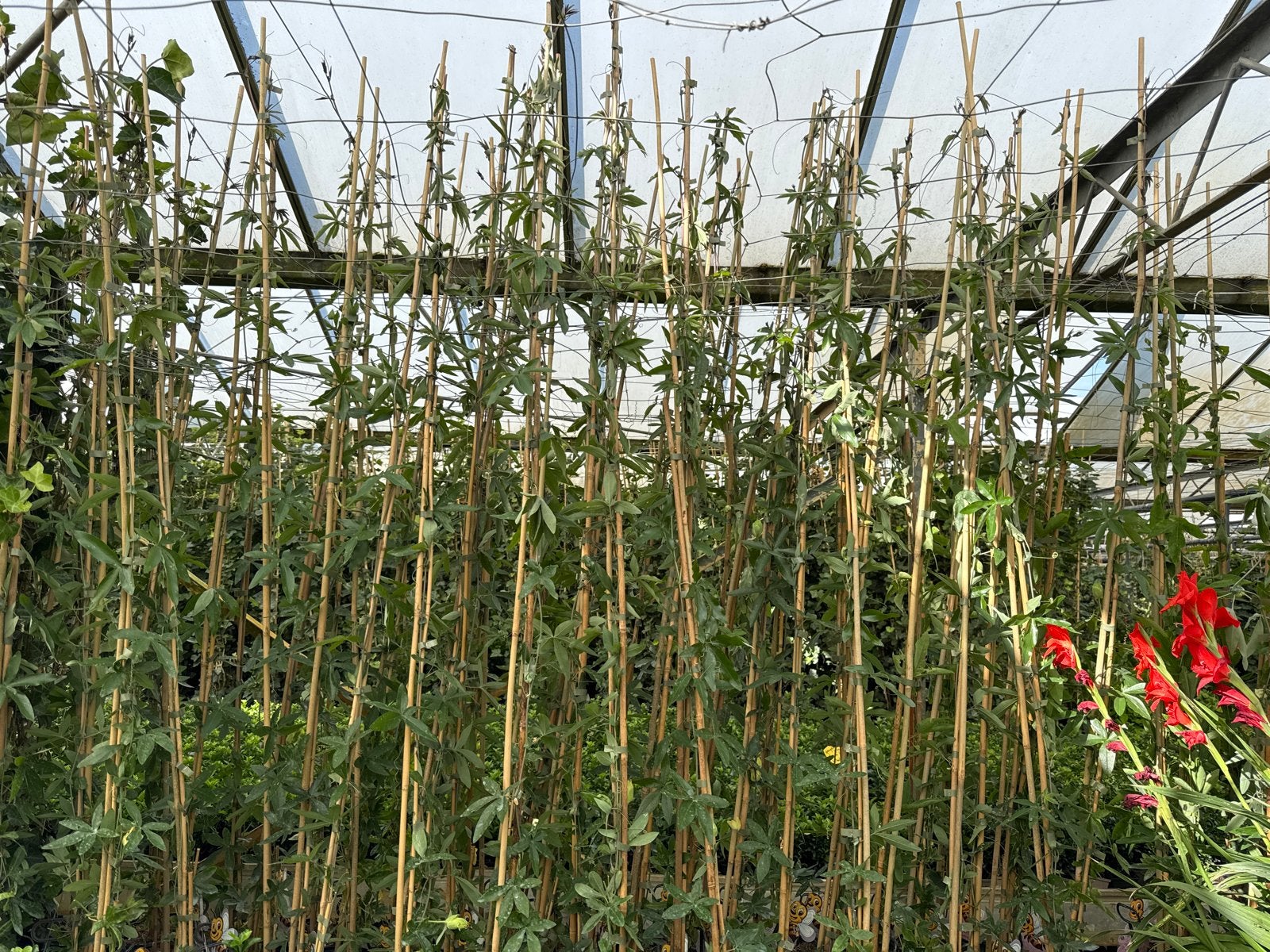 Passieflora - Passiebloem 175/200 cm, Ophalen, Volle zon, Vaste plant, Klimplanten