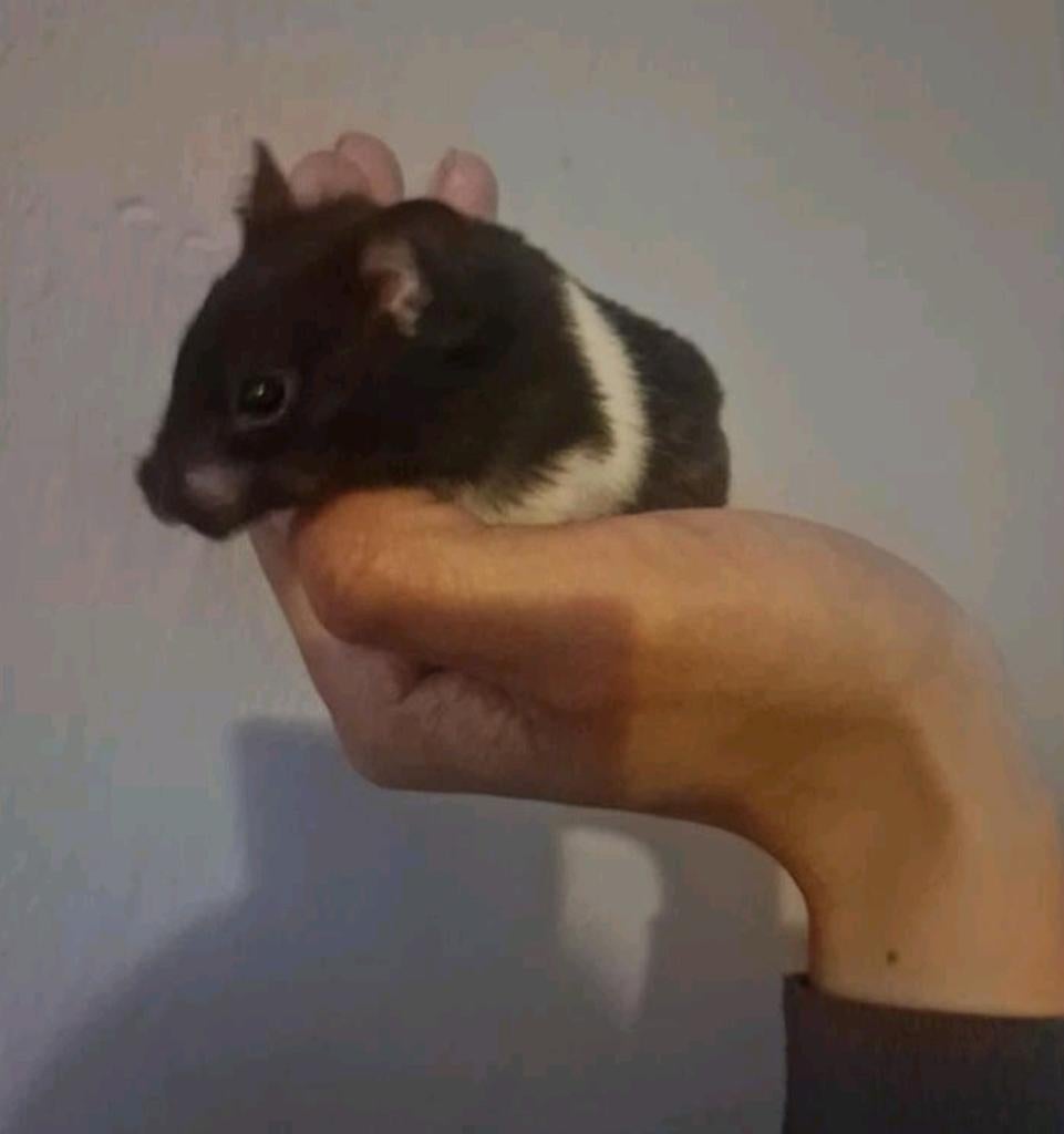 Lieve Syrische hamster Millie van 9 weken zoekt een thuis!, Hamster, Maart, Vrouwelijk, Tam