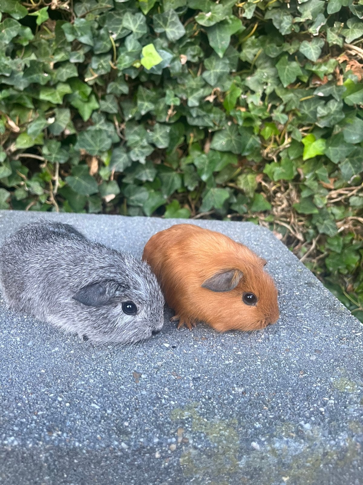 Jonge cavia beertjes, Dieren en Toebehoren, September, Mannelijk, Cavia